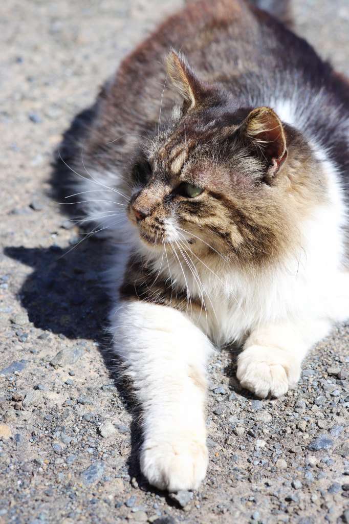 甘えん坊のふさふさ猫ちゃん