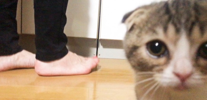 カメラ目線で迫る猫