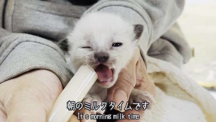 ママにミルクをもらう子猫