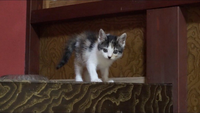 投稿者と遊ぶ子猫