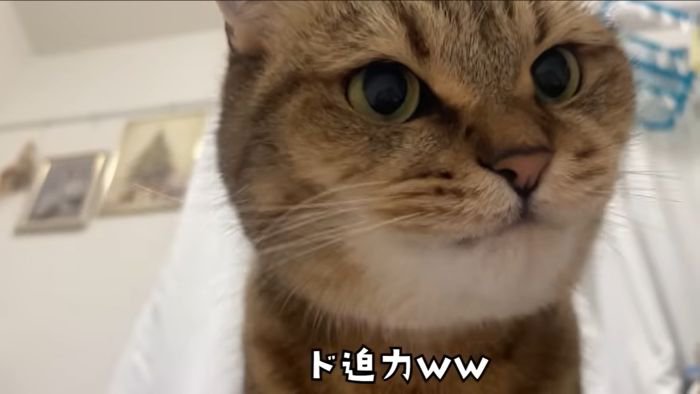 ド迫力みにら君