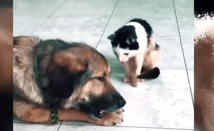 屋内に犬と猫