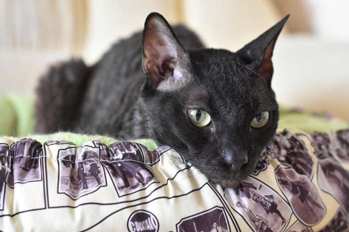 猫用ベッドに入って休んでいるウラルレックス