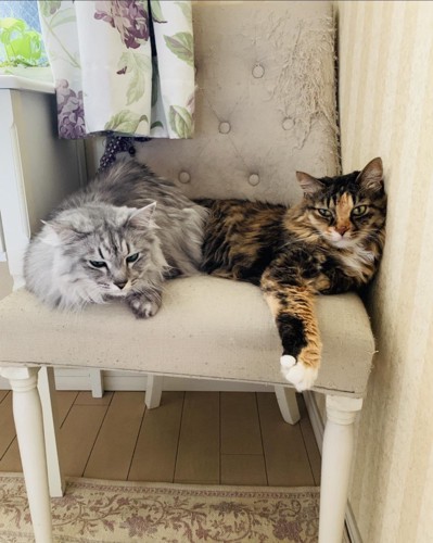椅子の上の2匹の猫