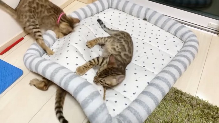 ベッドに下いる子猫と上にいる子猫