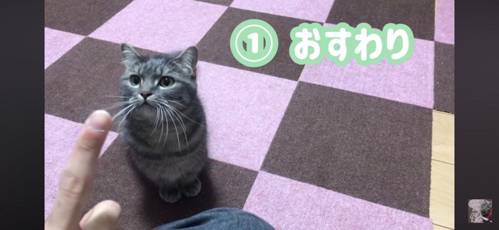 おすわりする猫