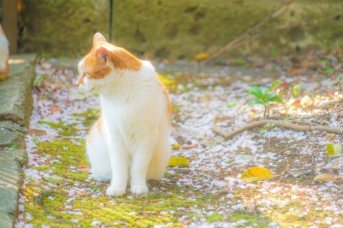 ジャパニーズボブテイル(トラ柄)のイメージ