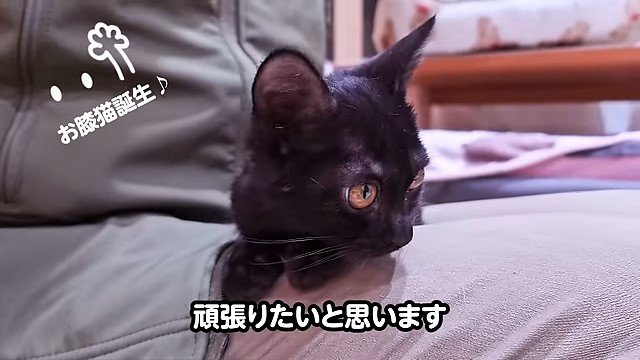 膝の上の子猫