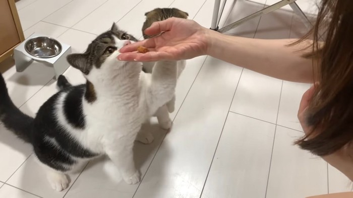 人の手に顔を近づける立ち耳猫