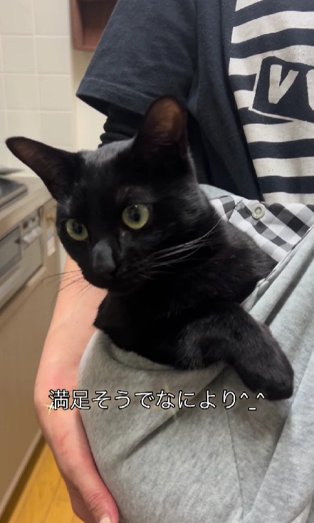 抱っこ紐に入った猫