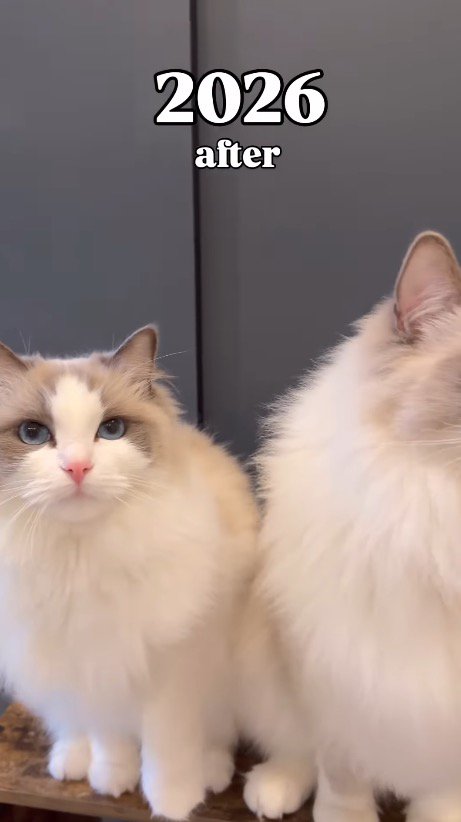 カメラを見つめる猫