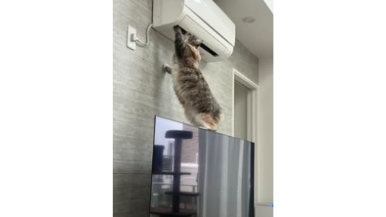 テレビの上の猫