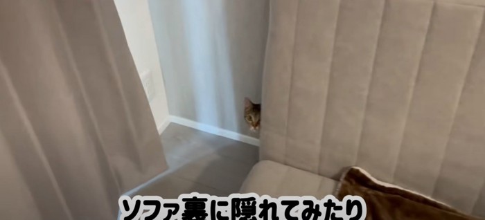 隠れる猫