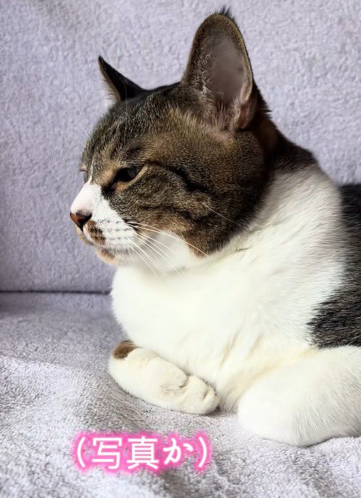 素知らぬ顔をする猫