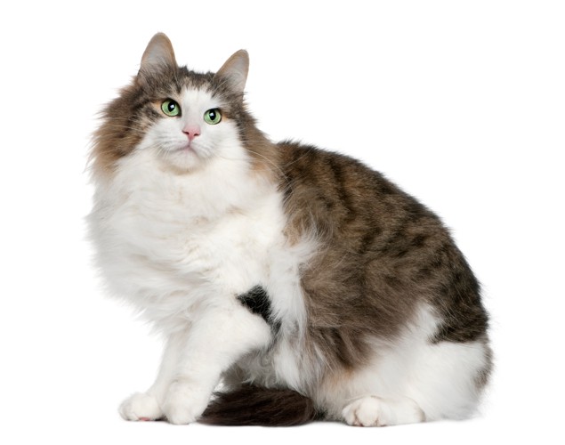 座ってどこかを見つめるノルウェージャンフォレストキャット