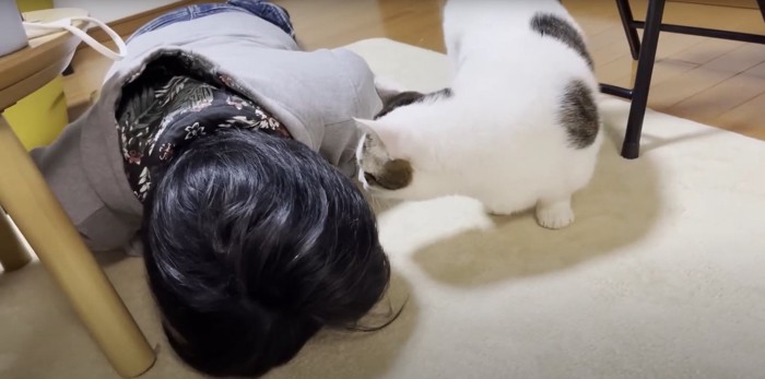 倒れ込んだ飼い主の顔の匂いを嗅ぐ猫