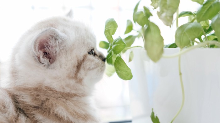鉢に植えられたバジルの匂いを嗅ぐ猫