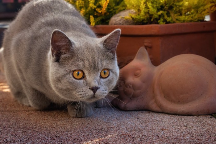 何かを狙う猫