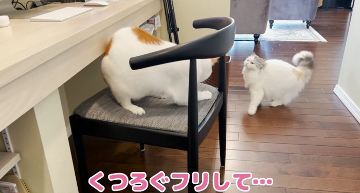 向かい合う猫