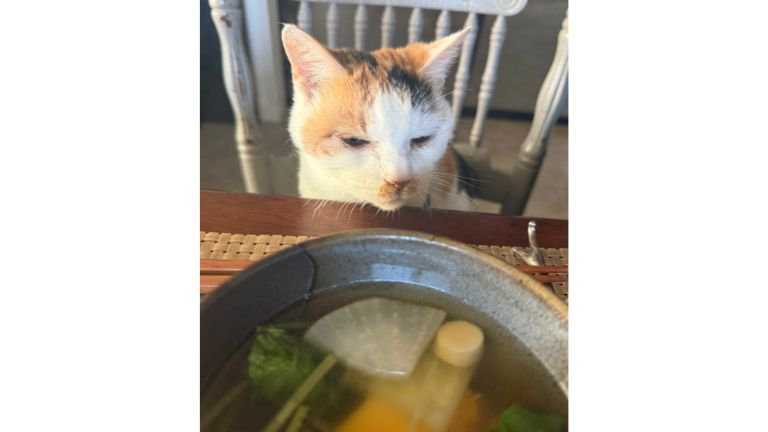 テーブルの前にいる猫