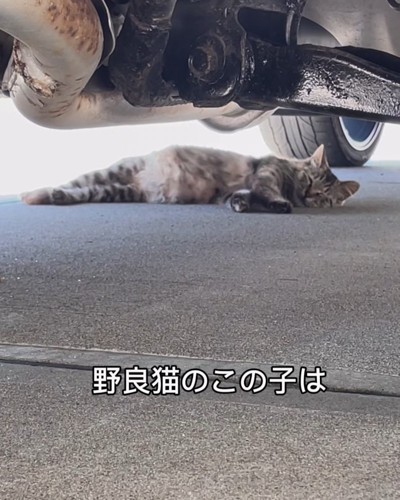 車の下で寝ている猫