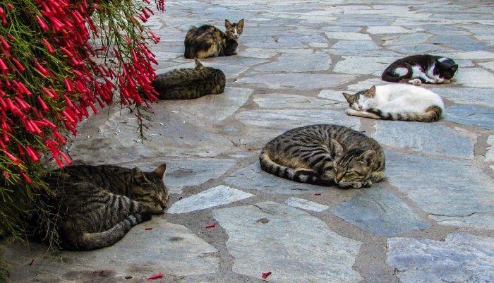 ニャンモナイト化した野良猫