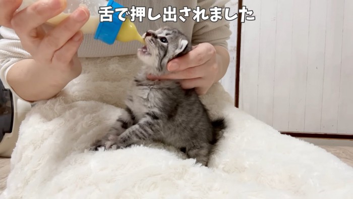 ミルクを飲む子猫