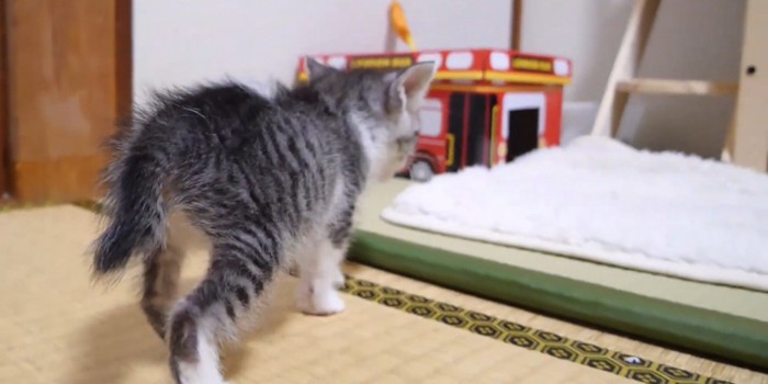 白い布に向かって歩く猫