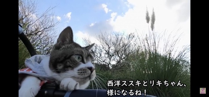 ススキと猫