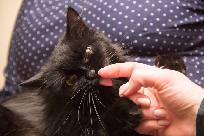 飼い主の指を舐める猫