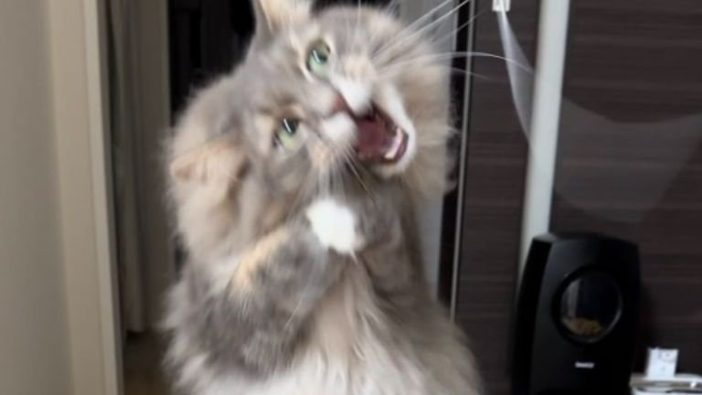 遊んでいる猫