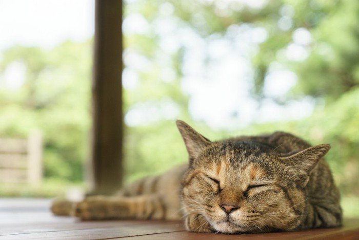 日なたぼっこをして眠る猫