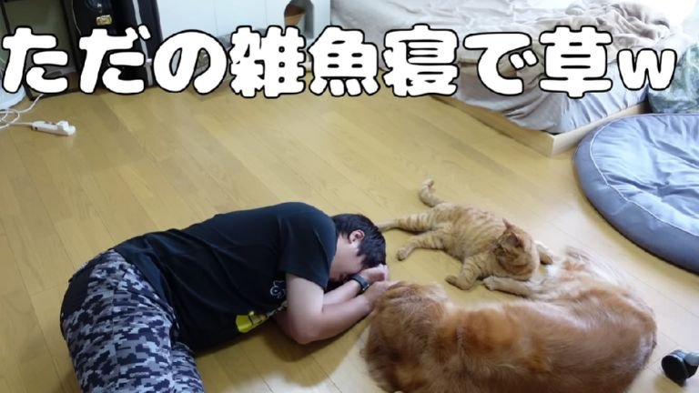 倒れている男性と座る犬と猫