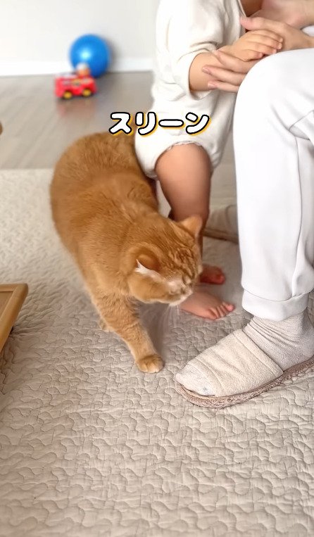 赤ちゃんの足に体を寄せる猫