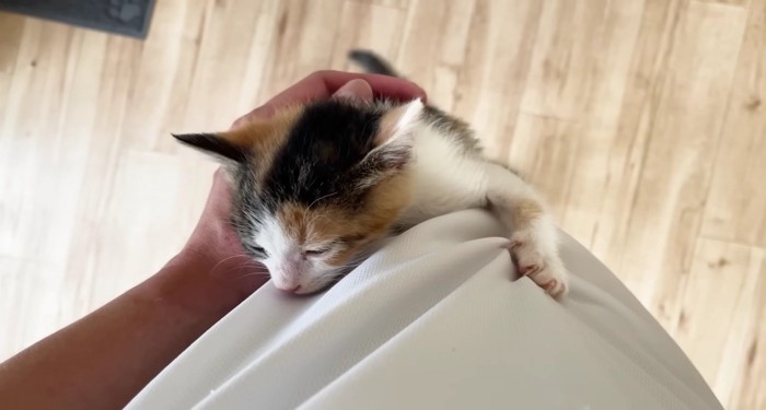 撫でられて満足そうな三毛さん