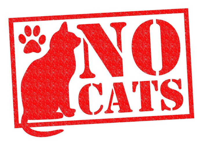 NO CATS イラスト