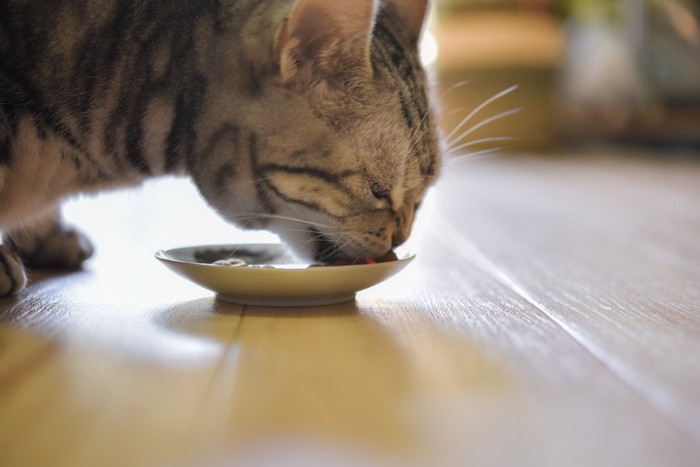 食べている猫