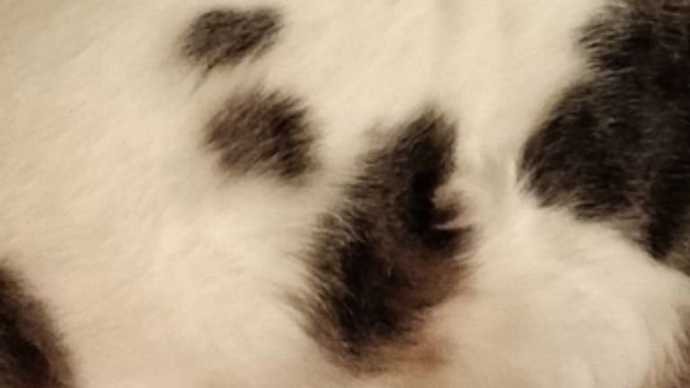 猫の体