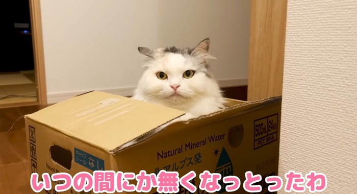 段ボールに入る猫