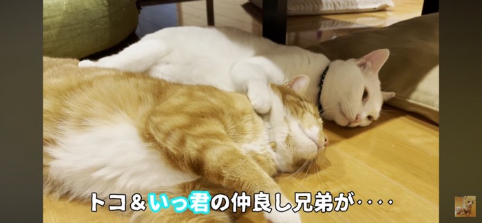 眠りにつくころ