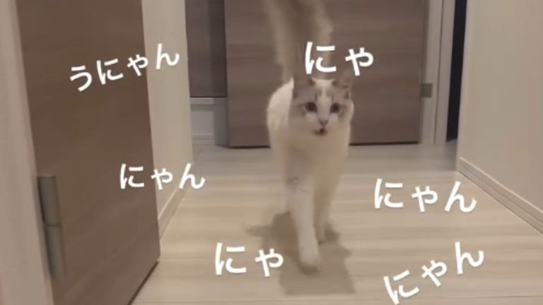 出迎える猫