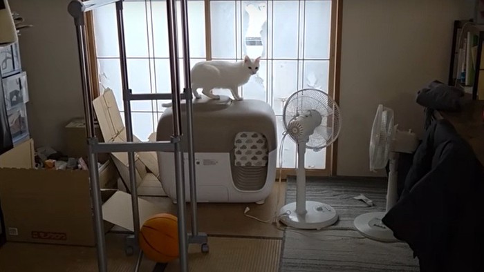 こちらを見ている白猫