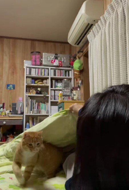 ベッドに入る猫と飼い主