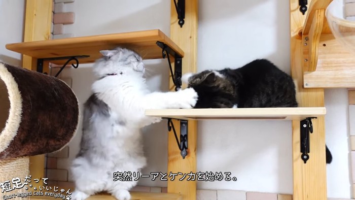 ケンカする2匹の猫