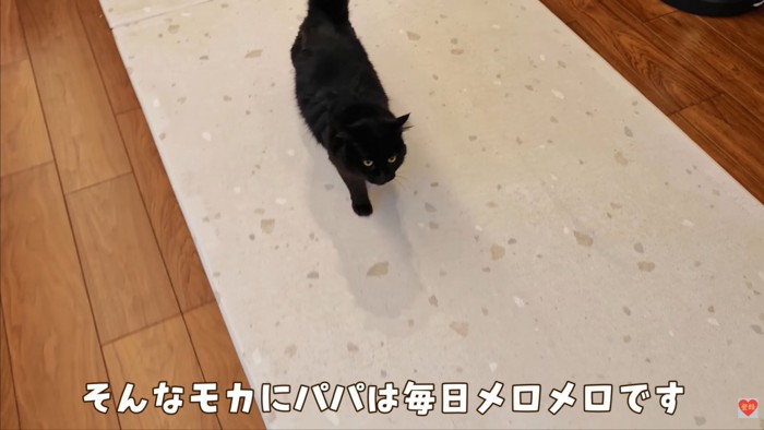 テロップ「そんなモカに～」