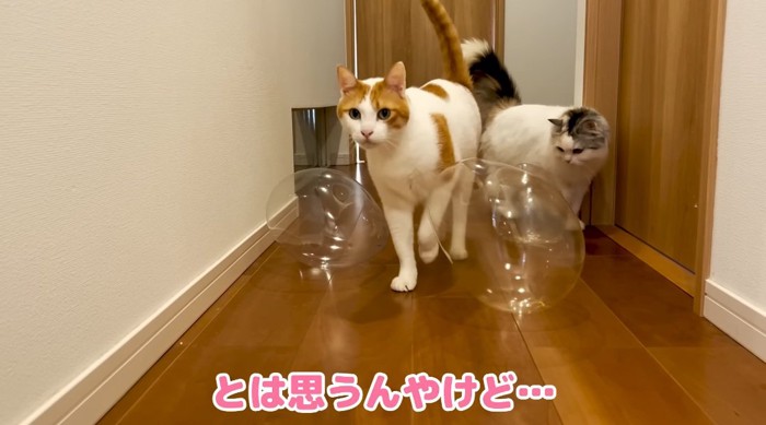 歩いている猫