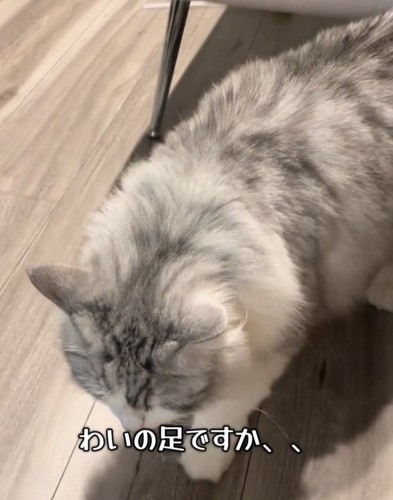 靴下に近づく猫