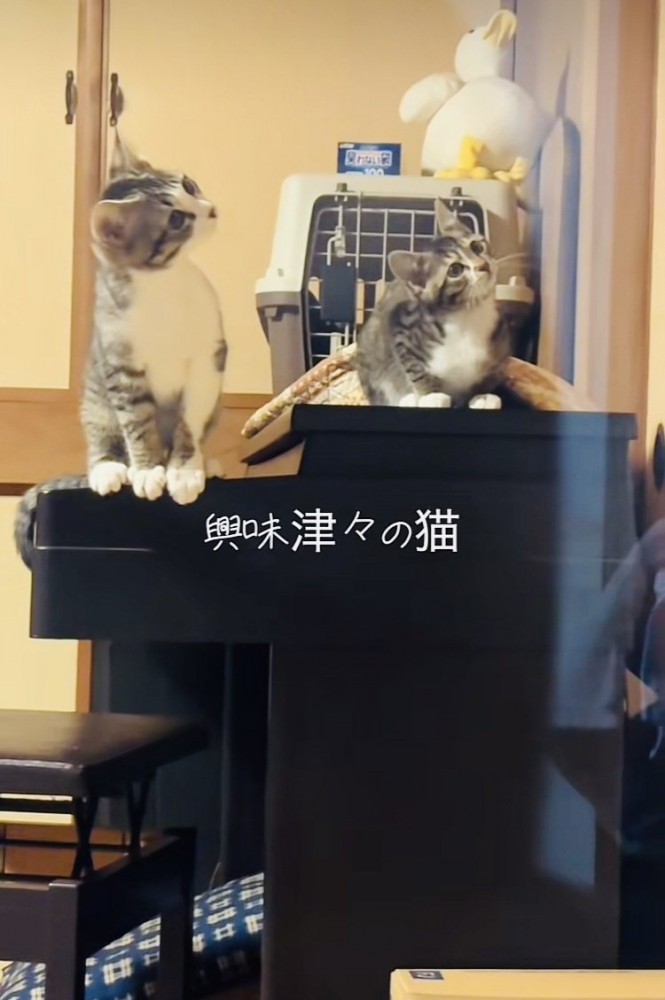 ピアノの上で首を傾げる2匹の子猫