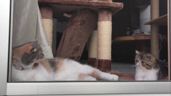 あくびをする成猫