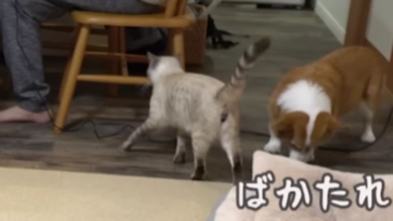 室内にいる猫と犬